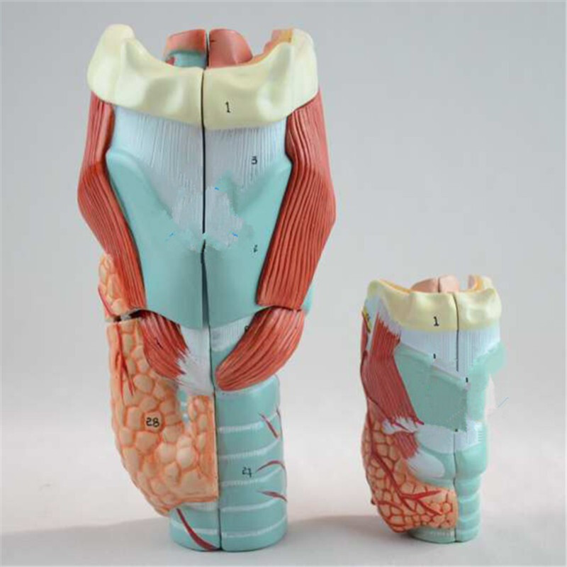 2倍放大咽喉模型 揭秘喉部结构与医学教学应用